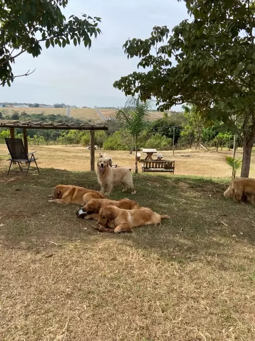 Dia a Dia