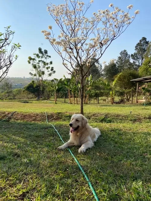 Dia a Dia