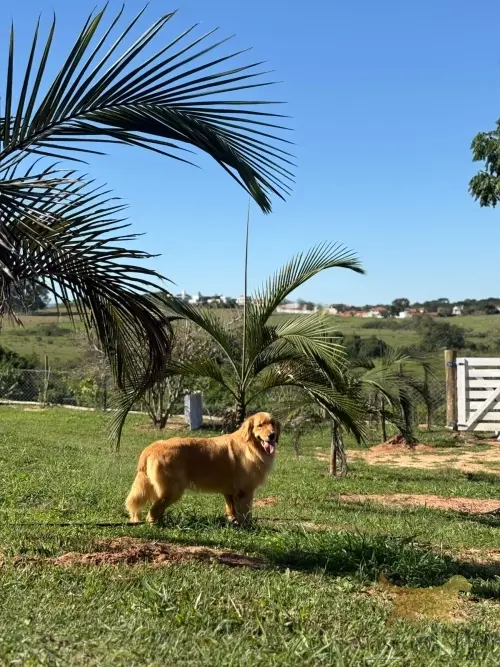 Dia a Dia