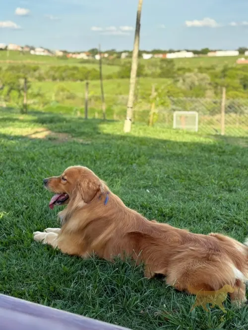 Dia a Dia